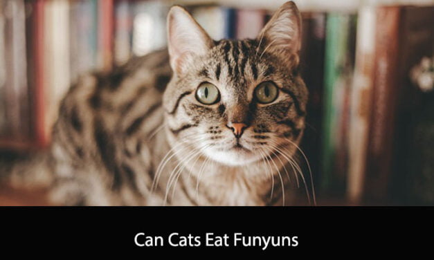 Can Cats Eat Funyuns