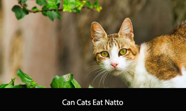 Can Cats Eat Natto