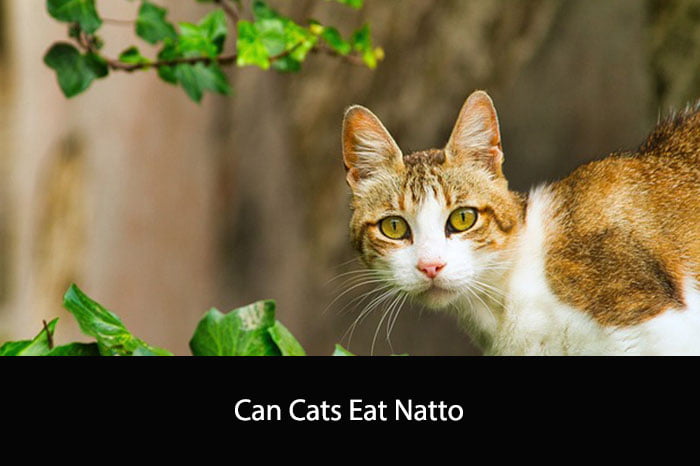 Can Cats Eat Natto