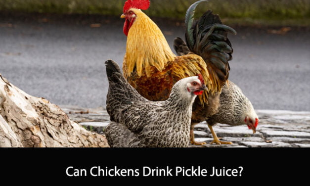 Can Chickens Drink Pickle Juice?