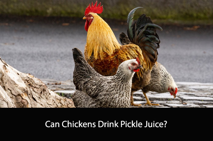 Can Chickens Drink Pickle Juice?