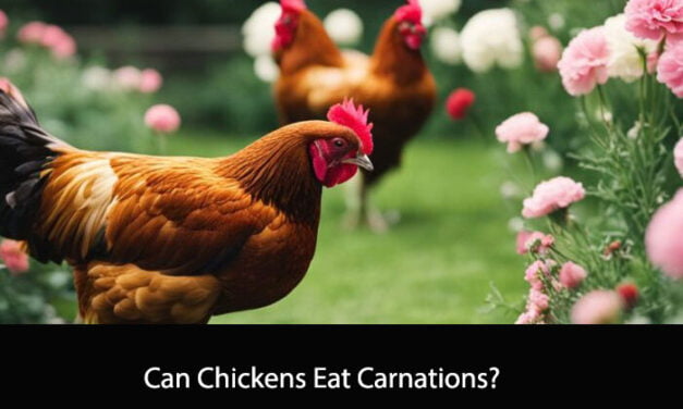 Can Chickens Eat Carnations?