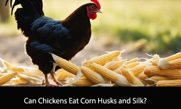 Can Chickens Eat Corn Husks and Silk?