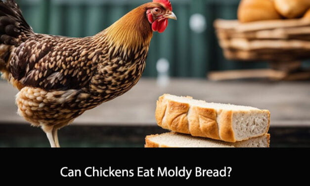 Can Chickens Eat Moldy Bread?