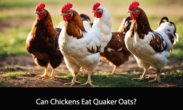 Can Chickens Eat Quaker Oats?