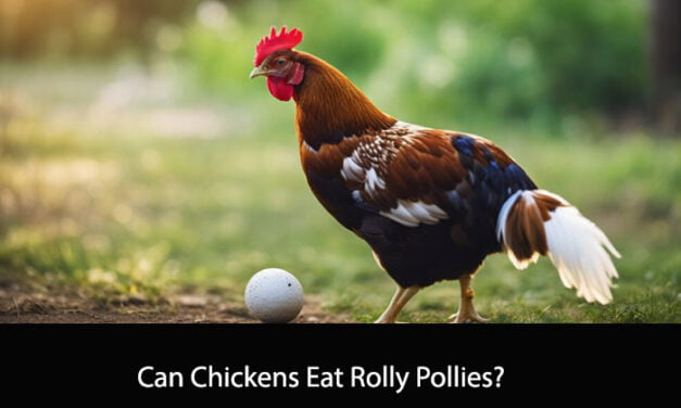 Can Chickens Eat Rolly Pollies?