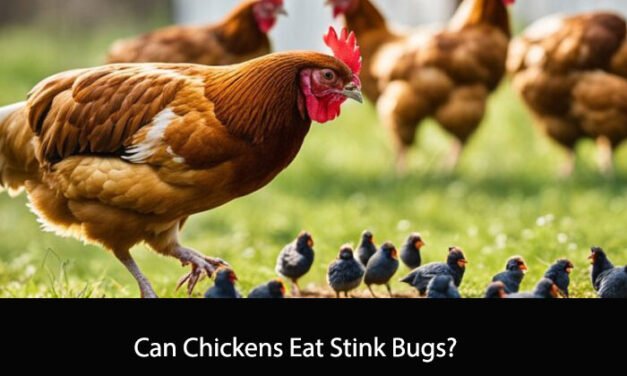 Can Chickens Eat Stink Bugs?