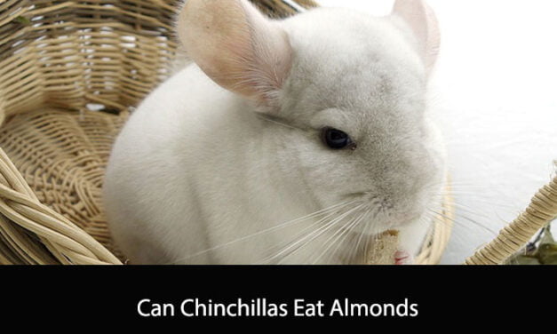 Can Chinchillas Eat Almonds