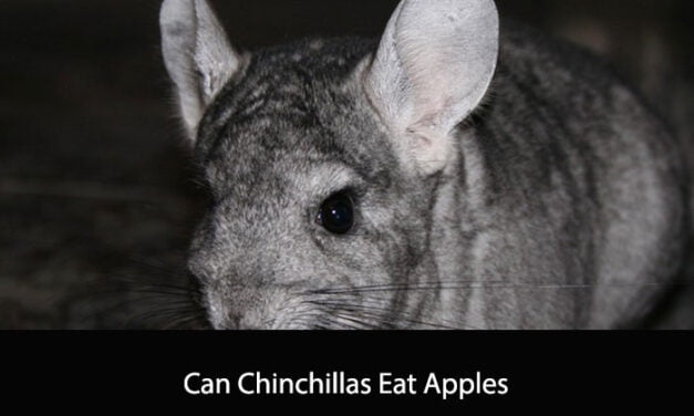 Can Chinchillas Eat Apples