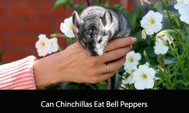 Can Chinchillas Eat Bell Peppers