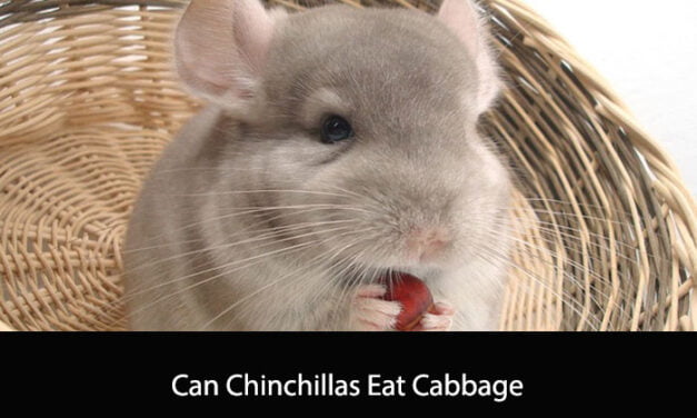 Can Chinchillas Eat Cabbage