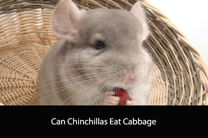 Can Chinchillas Eat Cabbage