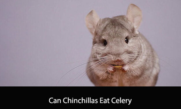 Can Chinchillas Eat Celery