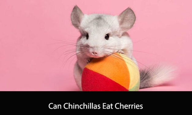 Can Chinchillas Eat Cherries