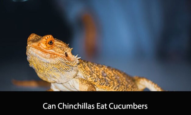 Can Chinchillas Eat Cucumbers