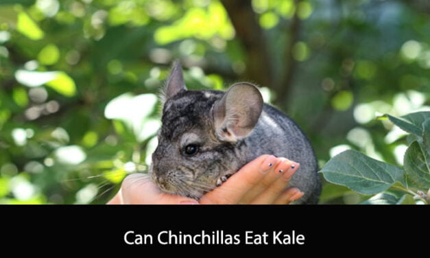 Can Chinchillas Eat Kale