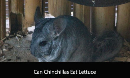 Can Chinchillas Eat Lettuce