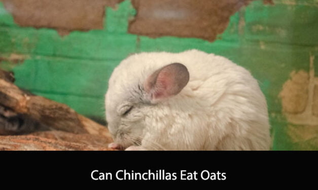 Can Chinchillas Eat Oats