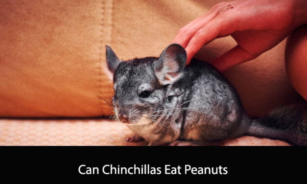 Can Chinchillas Eat Peanuts