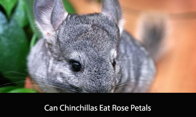 Can Chinchillas Eat Rose Petals