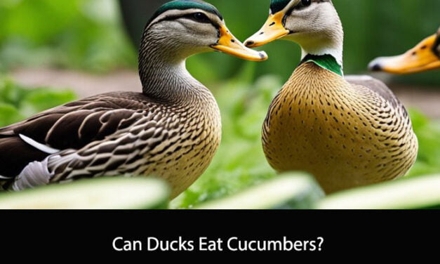 Can Ducks Eat Cucumbers?