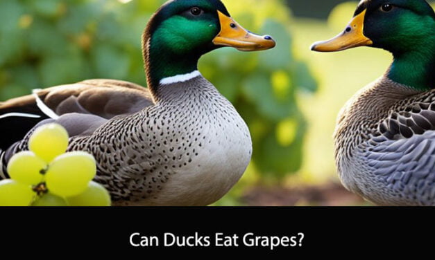 Can Ducks Eat Grapes?