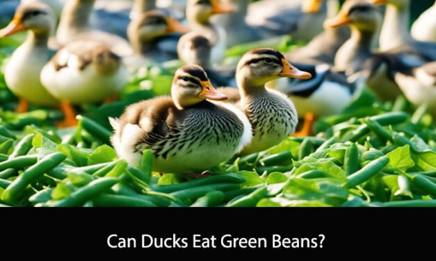 Can Ducks Eat Green Beans?