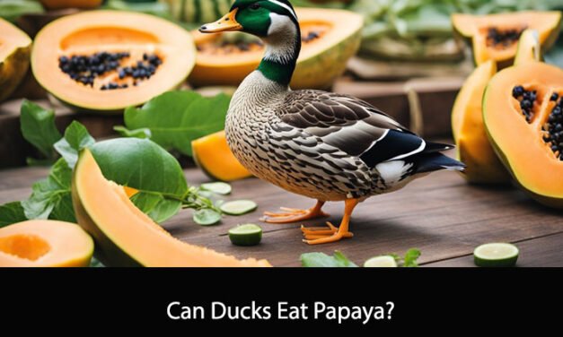 Can Ducks Eat Papaya? A Comprehensive Guide