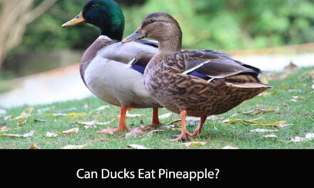 Can Ducks Eat Pineapple?