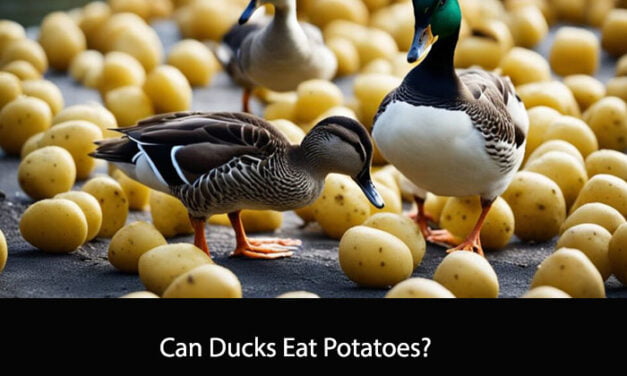 Can Ducks Eat Potatoes?