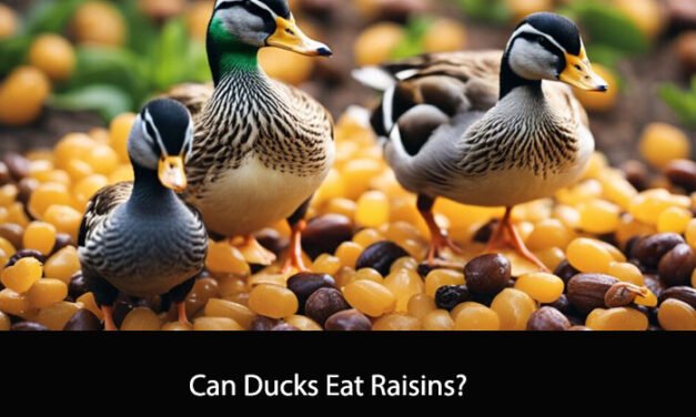 Can Ducks Eat Raisins?