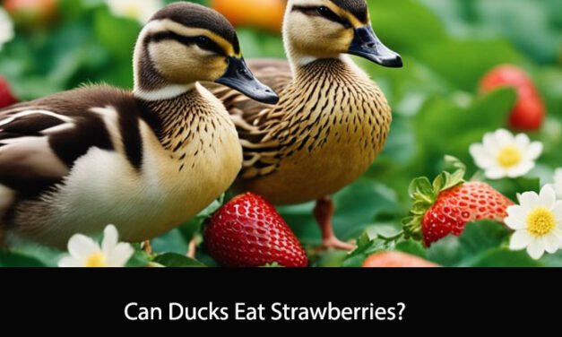 Can Ducks Eat Strawberries