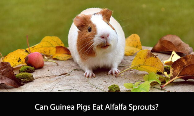 Can Guinea Pigs Eat Alfalfa Sprouts?