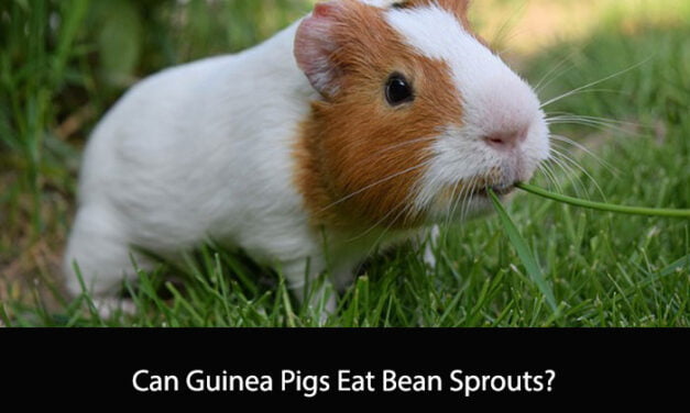 Can Guinea Pigs Eat Bean Sprouts?