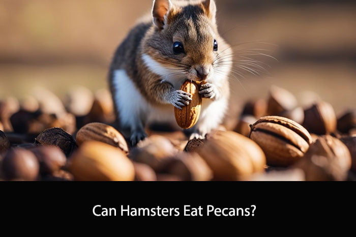 Can Hamsters Eat Pecans?