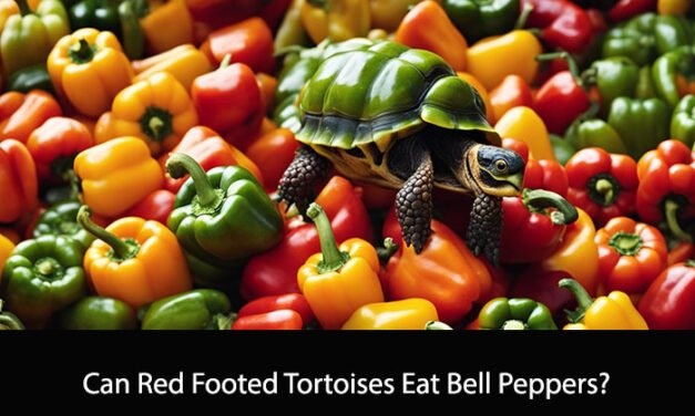 Can Red Footed Tortoises Eat Bell Peppers?