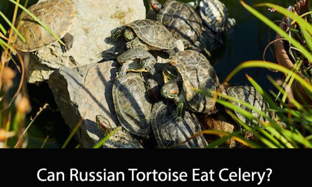 Can Russian Tortoise Eat Celery