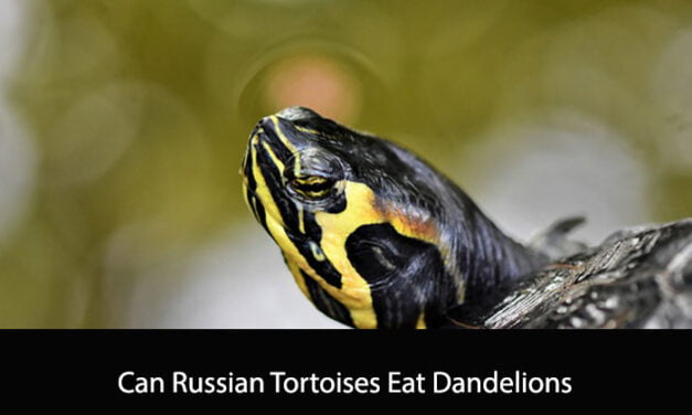 Can Russian Tortoises Eat Dandelions