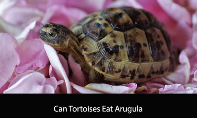 Can Tortoises Eat Arugula