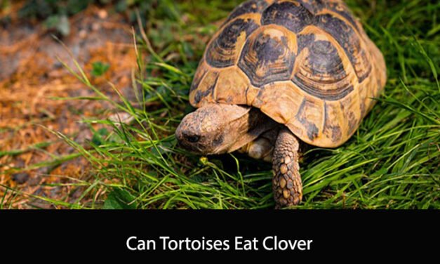 Can Tortoises Eat Clover