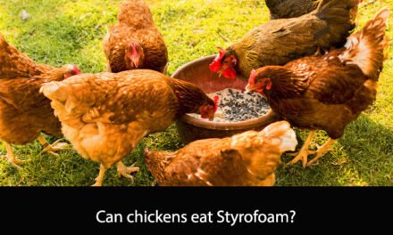 Can chickens eat Styrofoam