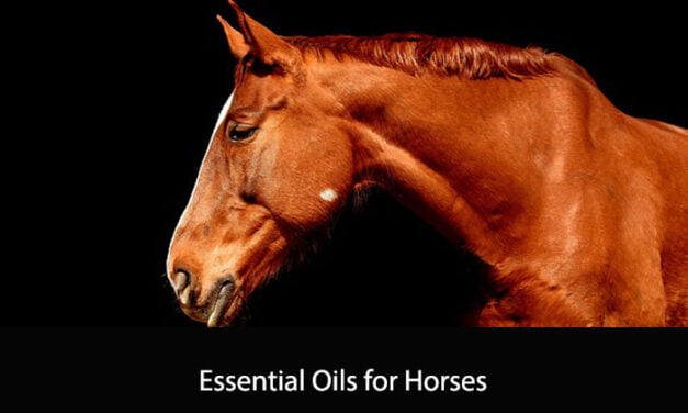 Essential Oils for Horses