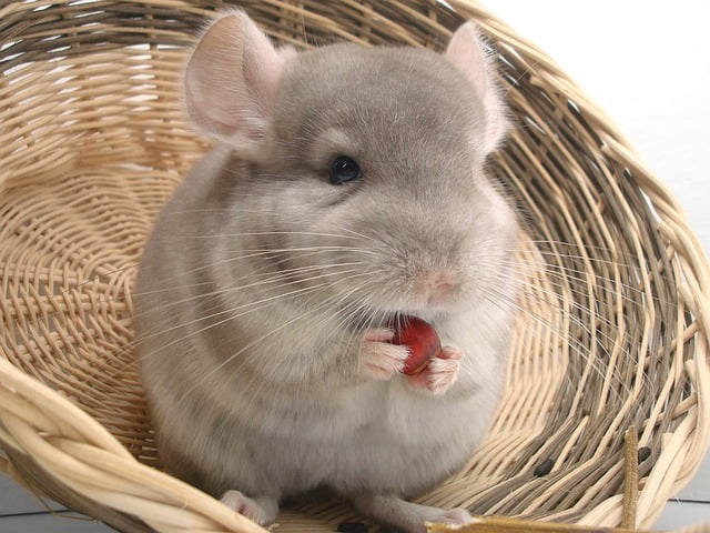 Can Chinchillas Eat Cabbage