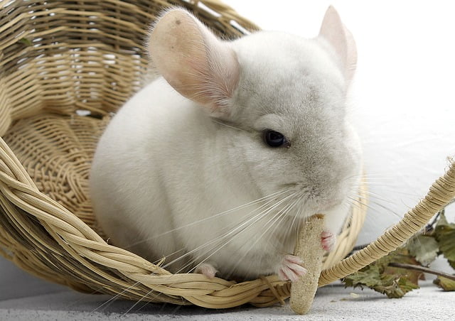 Can Chinchillas Eat Almonds