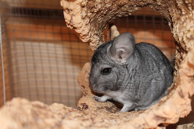 Can Chinchillas Eat Cilantro