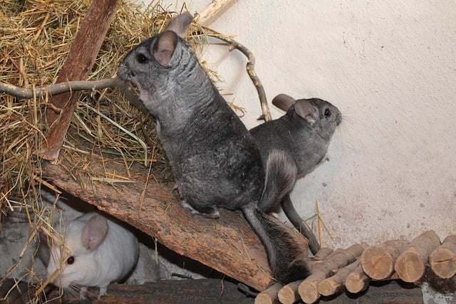 Can Chinchillas Eat Cilantro