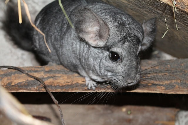 Can Chinchillas Eat Almonds