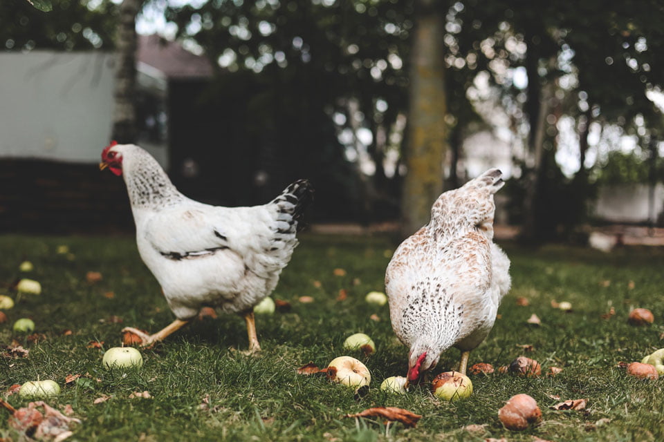 Can chickens eat Styrofoam