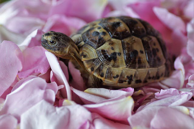 Can Tortoises Eat Arugula