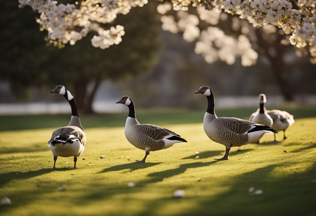 Can Geese Eat Almonds